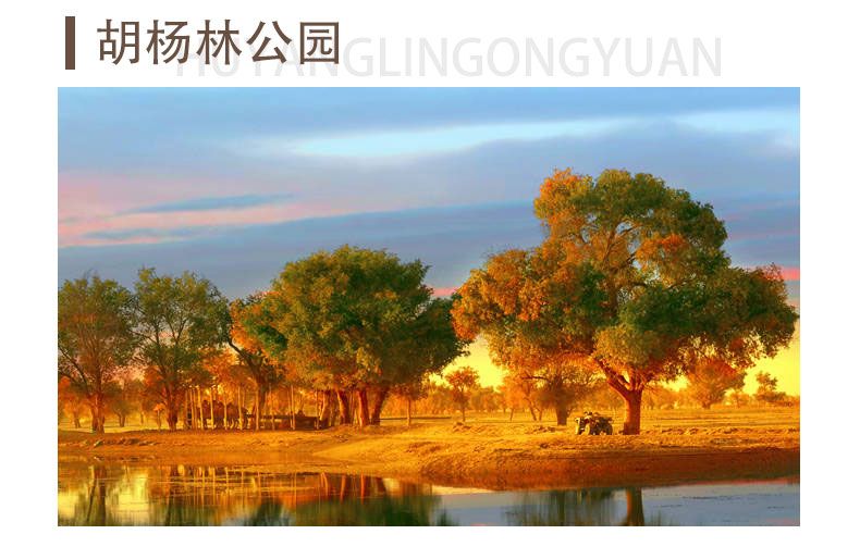 轮台胡杨林公园